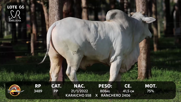 Lote LOTE 66