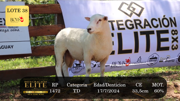 Lote LOTE 38