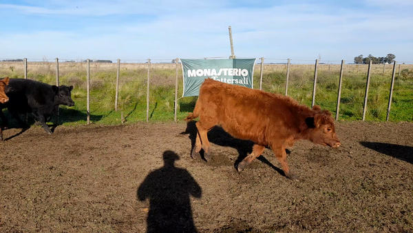 Lote 33 Terneros/as en Benito Juarez