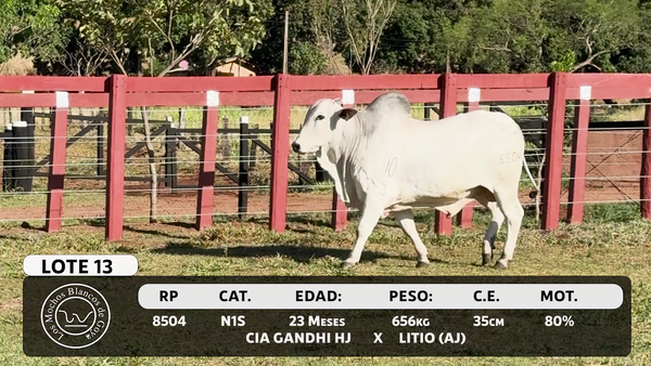 Lote LOTE 13