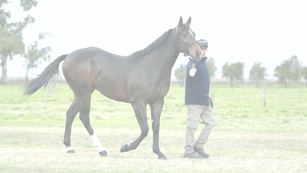 Lote NAJDORF (NICODEMUS - CHE MAQUINA)