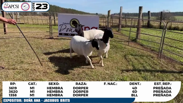 Lote LOTE 23