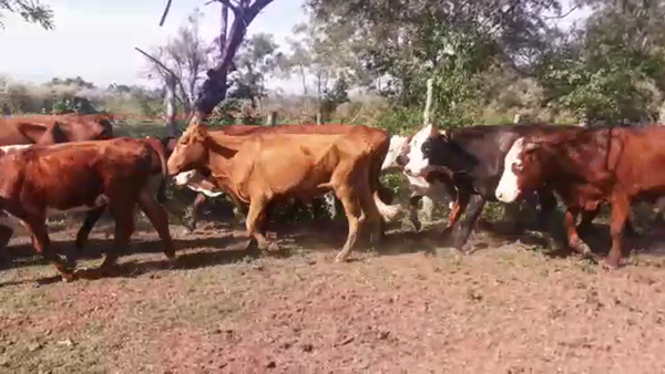 Lote 63 Novillitos en Goya, Corrientes