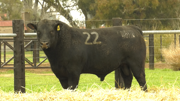 22 - 40116N — TOROS ANGUS PURO CONTROLADO