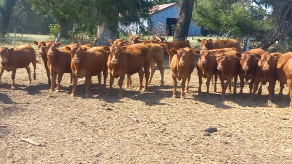 Lote 55 Terneros en Daireaux