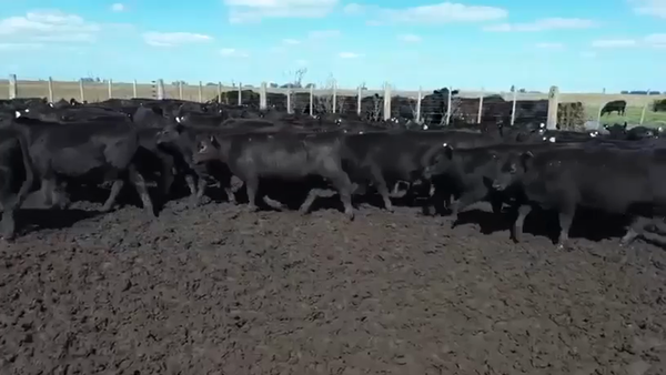 Lote 104 Terneras