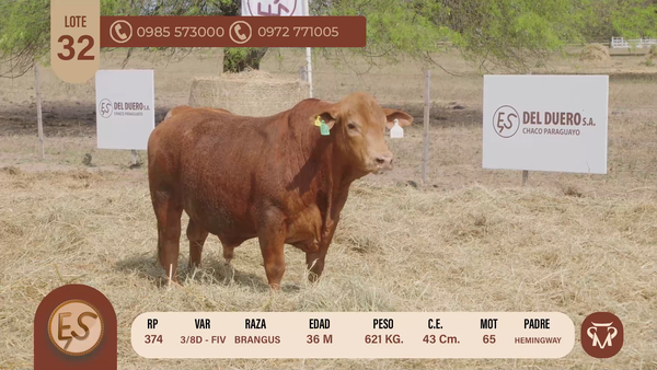 Lote TOROS BRANGUS 36 MESES