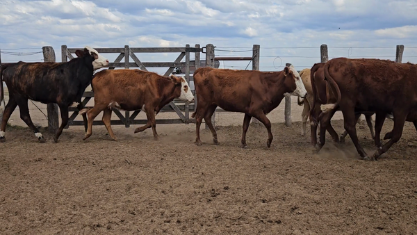 Lote 54 Vaquillonas preñadas