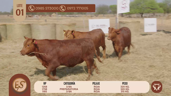 Lote TERNERAS BRANGUS CBO 5