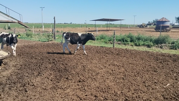 Lote 14 Novillo Holando Argentino en Porteña, Córdoba