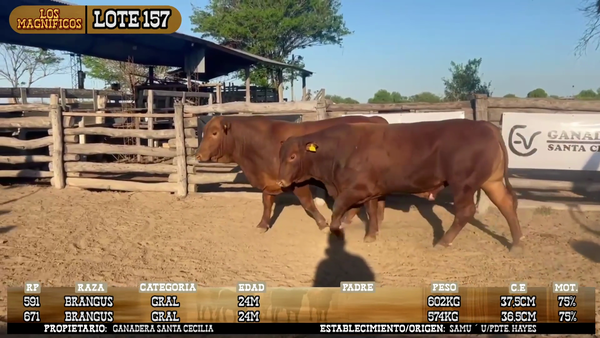Lote LOTE 157