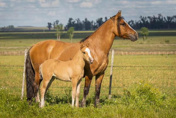Lote DEL SILENCIO ATROPELLADA