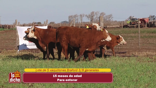 Lote VAQUILLONAS BRAFORD CABAÑA LA NUEVA DICHA