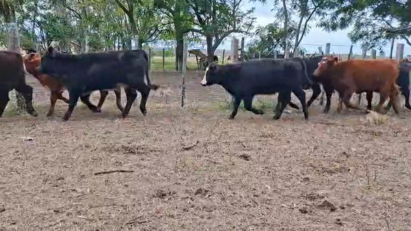 Lote TERNERAS