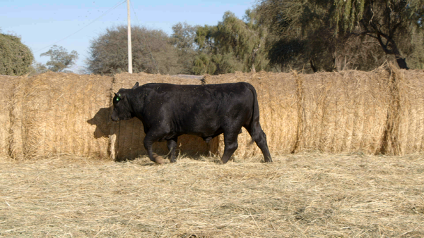 Lote TOROS Remate Nucleo Genbra