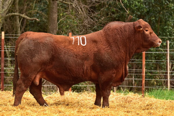 Lote TOROS BRANGUS