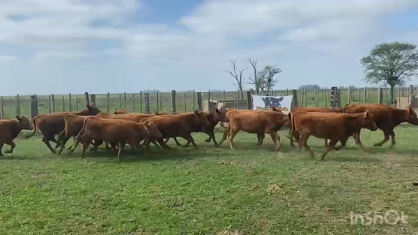 Lote 130 Terneras en Casalins, Buenos Aires