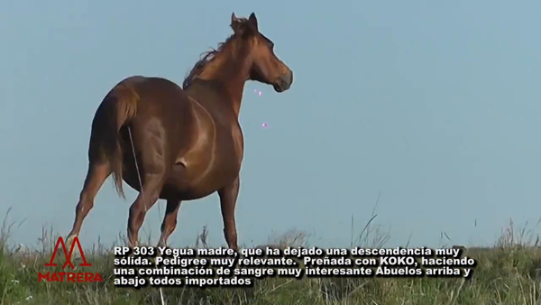 Lote MATRE ALERUDA PEPPY DANCER