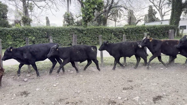 Lote NOVILLOS 1 A 2 AÑOS