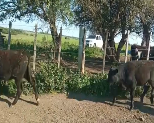 Lote (Vendido)2 Terneros Cruazas 160kg -  en Paso del Rey