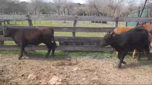 Lote (Vendido)4 Terneros y Terneras ANGUS/ HEREFORD 230kg -  en POLANCOS