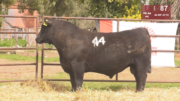 44 4115 — TOROS ANGUS NEGROS  PC