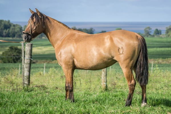 Lote CONSTANCIA LLAGA 1081