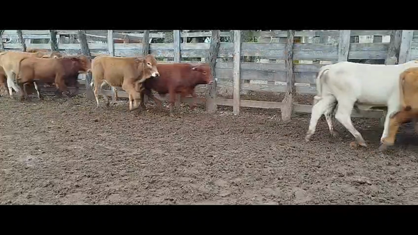 Lote 145 Terneros/as en Corrientes, San Cosme