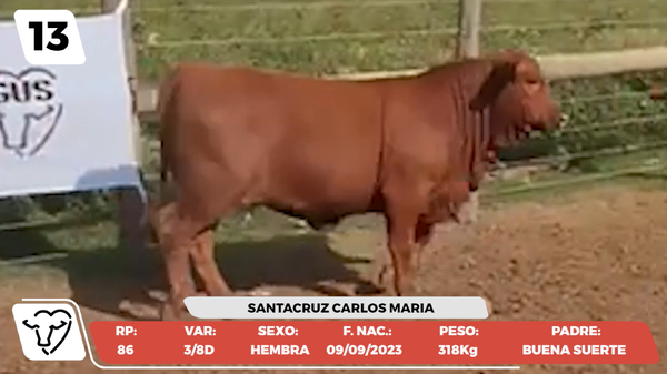 Lote LOTE 13