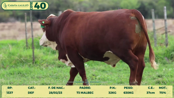 Lote LOTE 40