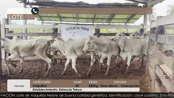 Lote Vaquillas Cbo 4