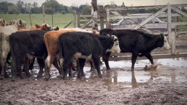 Lote 37 Terneros en Brandsen, Buenos Aires