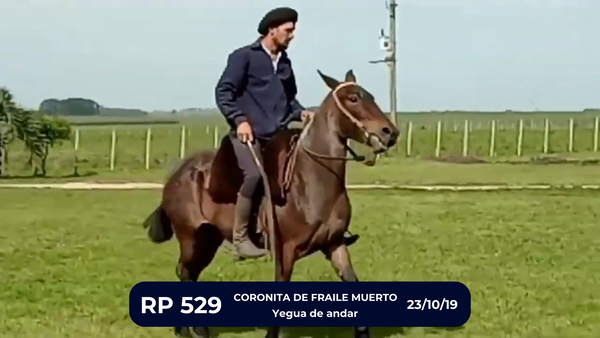 Lote CORONITA DE FRAILE MUERTO