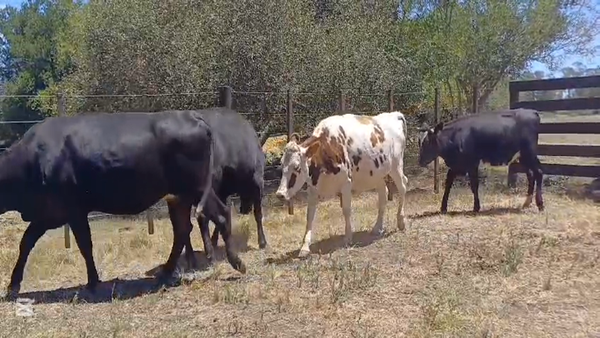 Lote VAQUILLONAS INVERNADA