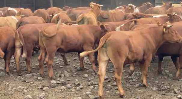 Lote 50 Novillo Engorda en Río Bueno, XIV Región Los Ríos