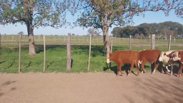 Lote 84 Terneros/as en Corrientes, Curuzu Cuatia