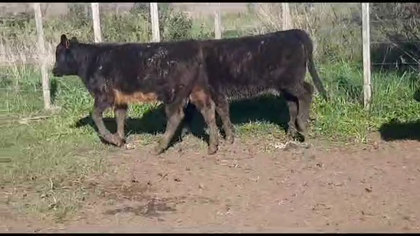Lote 16 Terneras