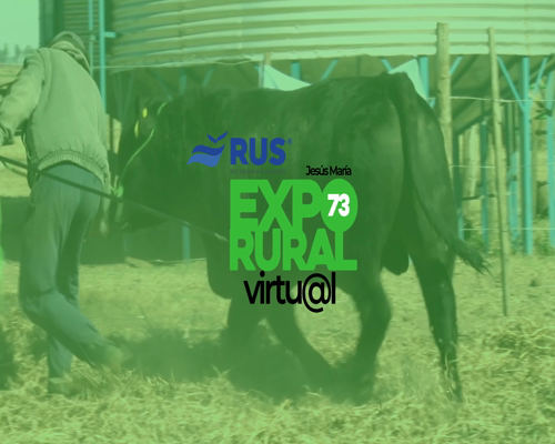 Lote TORO PURO DE PEDIGREE ANGUS