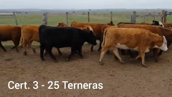 Lote TERNERAS