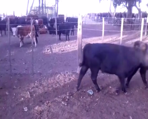 Lote 70 TERNS. MACHOS, EN DE LA GARMA, PCIA.DE BS. AS.