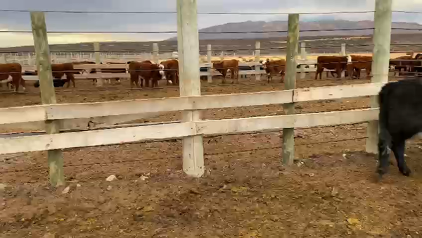 Lote 100 Ternera en Natales, XII Región Magallanes y la Antártica