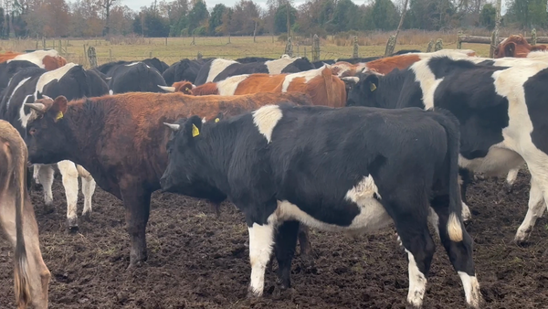 Lote 30 Novillo Engorda en Puyehue, X Región Los Lagos