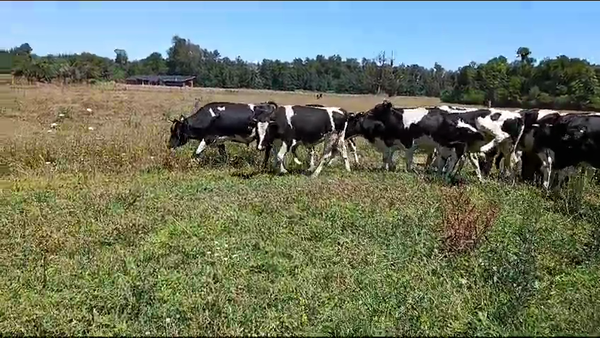 Lote 29 Novillo Engorda en Mariquina, XIV Región Los Ríos