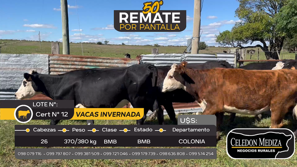 Lote 26 Vacas de Invernada en Otra Localidad, Colonia