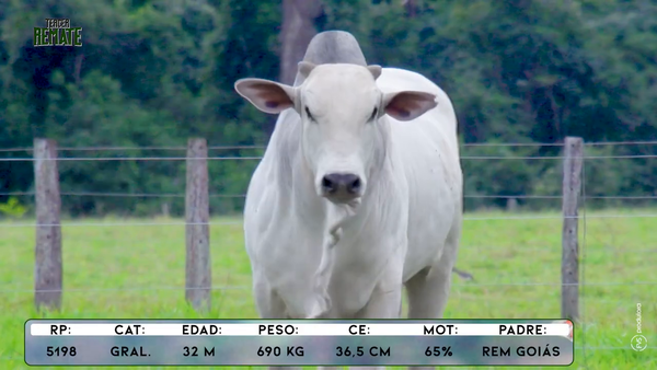 Lote Toros, Concepción