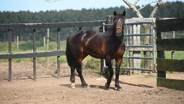 Lote EL  GAVILÁN  RAYUELA