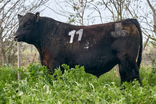 Lote "ME KEN" TOROS P.C