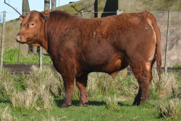 495 — Toros PC