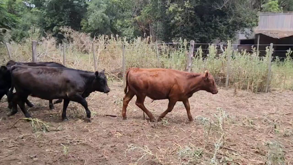 Lote 60 Terneros/as en Magdalena, Buenos Aires