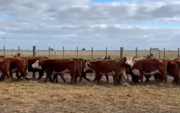 Lote TERNERAS PURAS REGISTRADAS - EL HORNERO